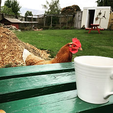 Affordable accommodation in Tekapo