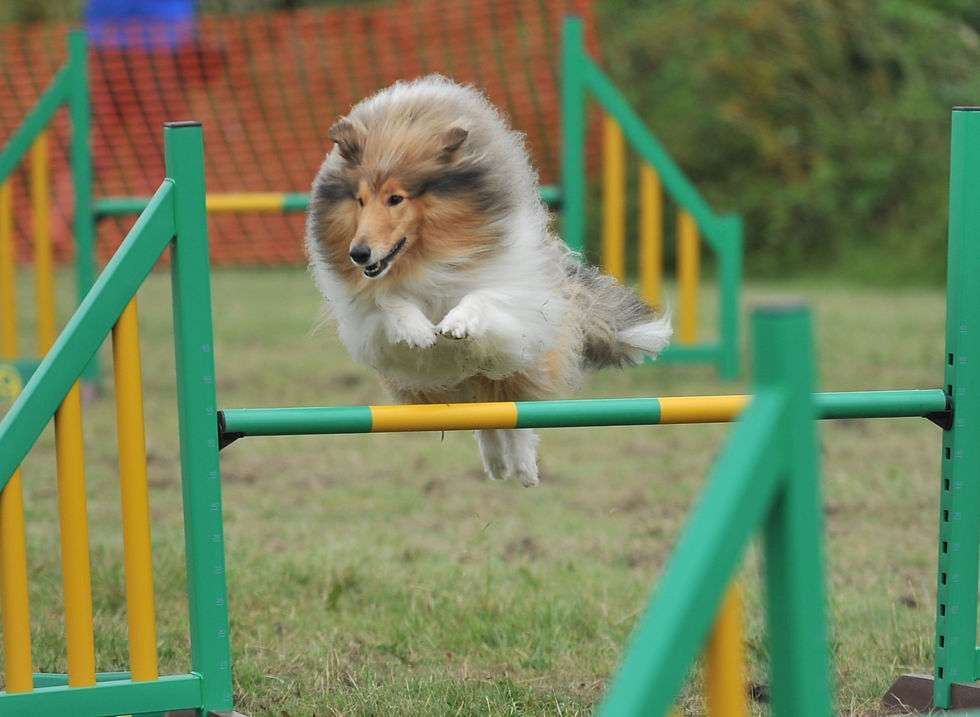 Florence Agility 2