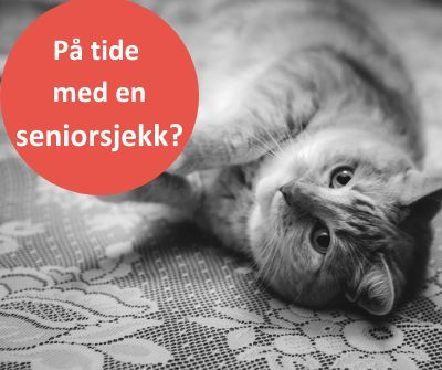 senior katt.jpeg