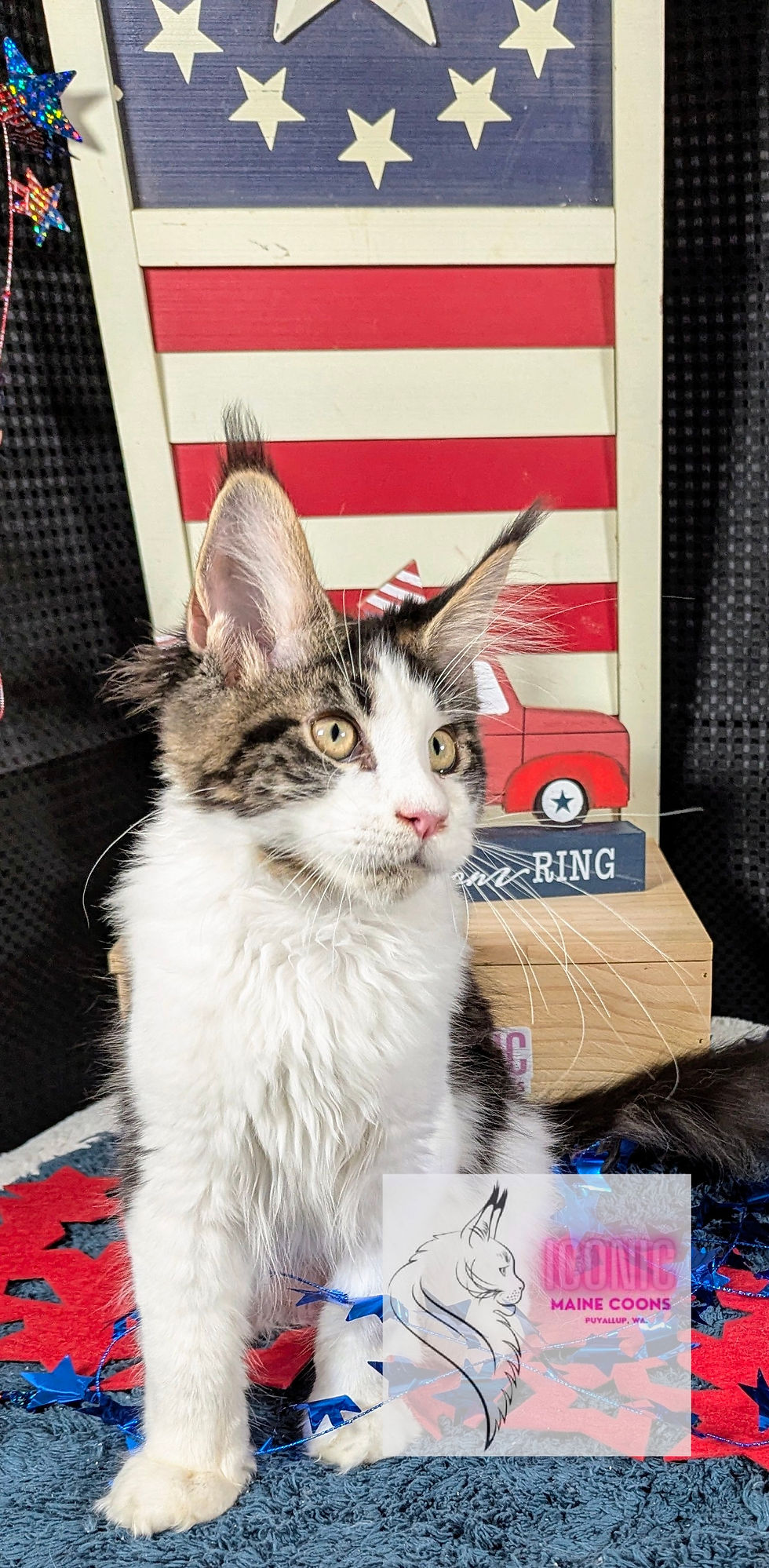 Iconic Maine Coons Hercules