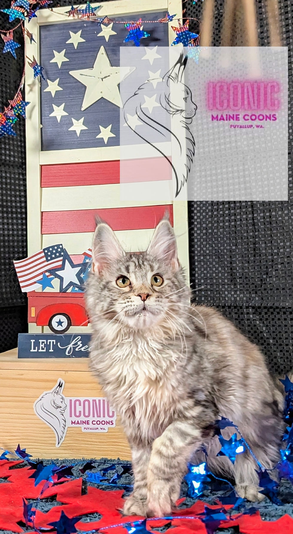 Iconic Maine Coons Envy