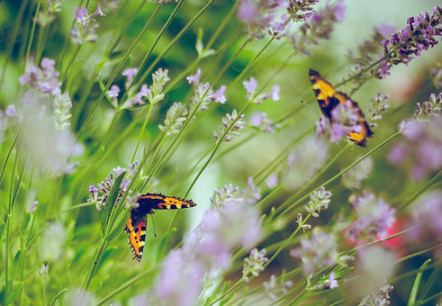 Orange and Black Butterflies amongst lavender flowers
