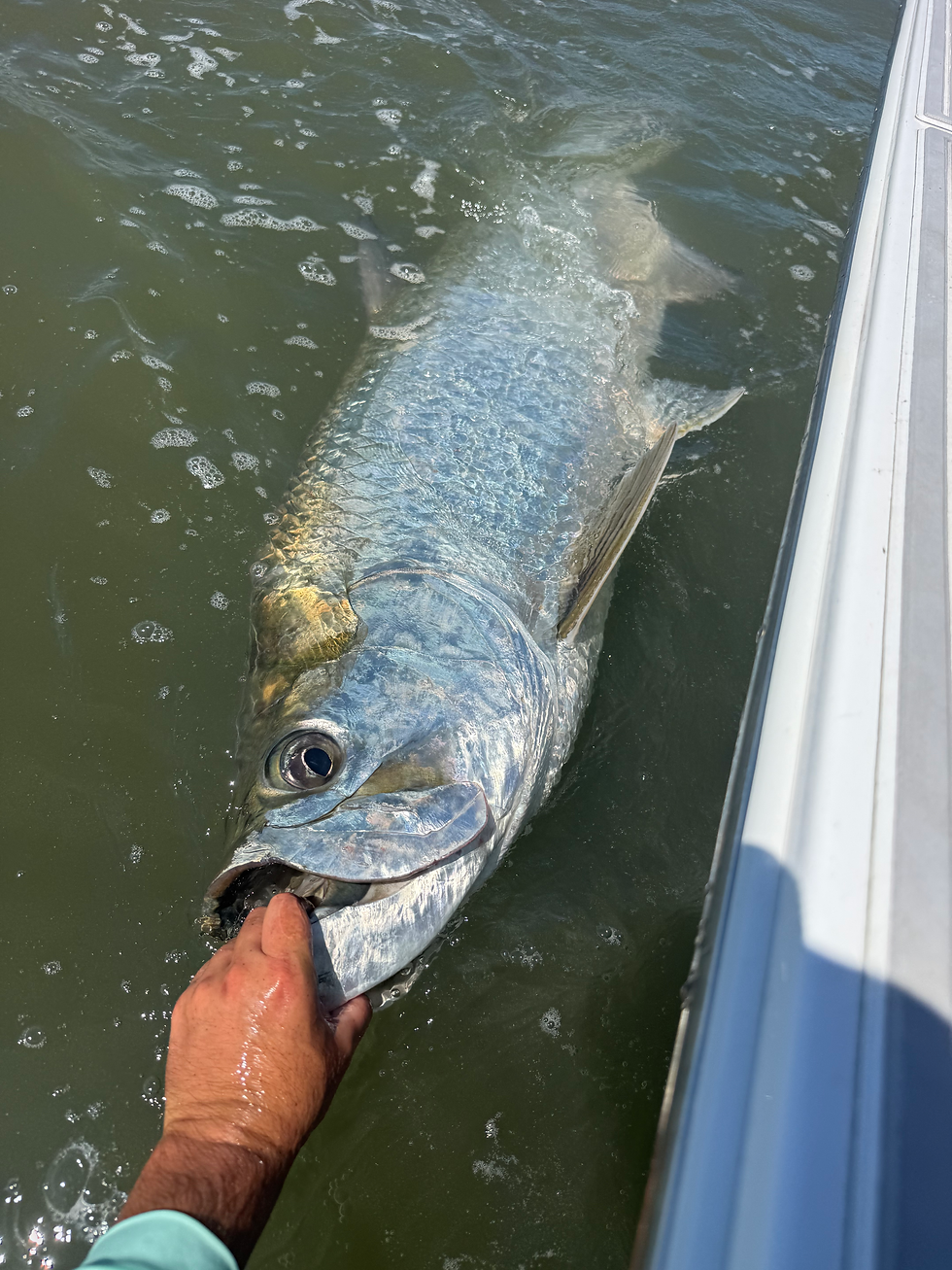 English Calhoun’s impressive tarpon alongside the boat shortly before its release.