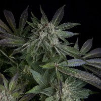 x5 blueberry $16.990