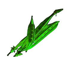 pisellini underground