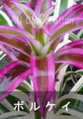 IMG_2698_edited_edited_edited_edited_edi