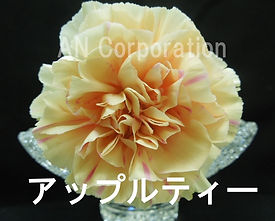 ｱｯﾌﾟﾙﾃｨ