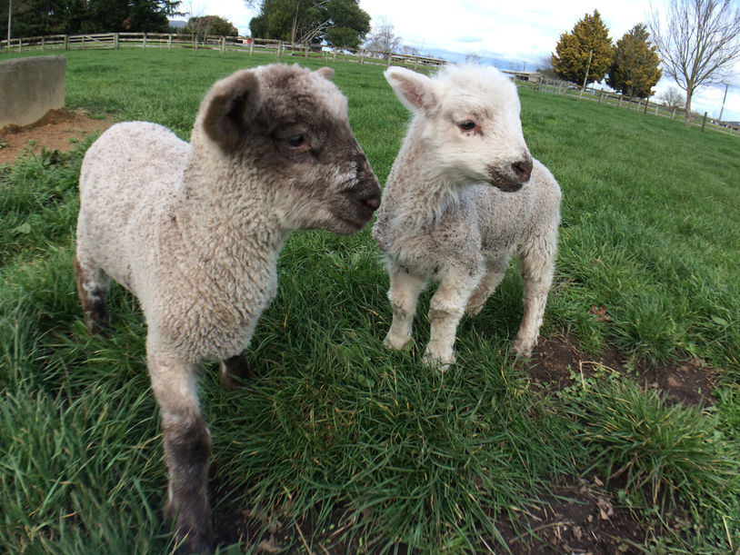 Farm Trip - Baby Lamb (3)