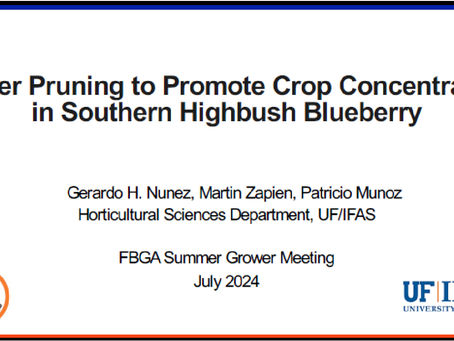 Winter Pruning to Promote Crop Concentration in Southern Highbush Blueberry