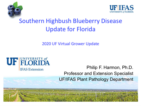 Southern Highbush Blueberry Disease Update for Florida