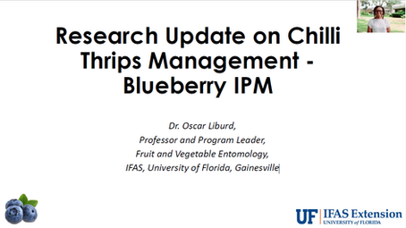 Research Update on Chilli Thrips Management -Blueberry IPM