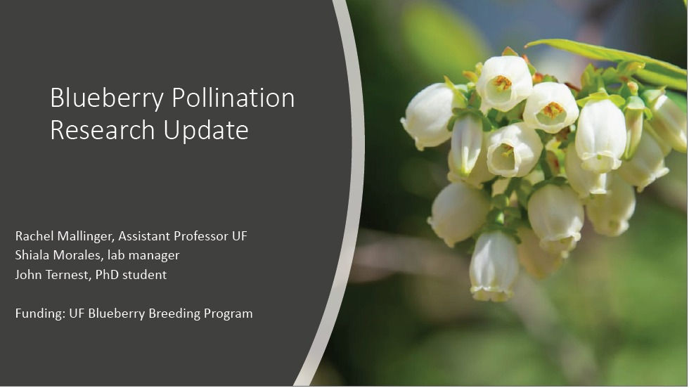 Blueberry Pollination Research Update