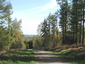 Yearsley_Woods_-_geograph.org.uk_-_163412.jpg