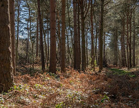 Allerthorpe 130421 Spring woods (1).jpg