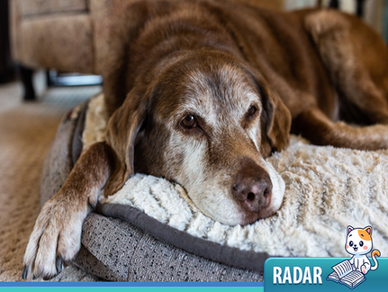 💡Radar de Inovação: Menos dor, mais vida: a nova era no cuidado de cães idosos