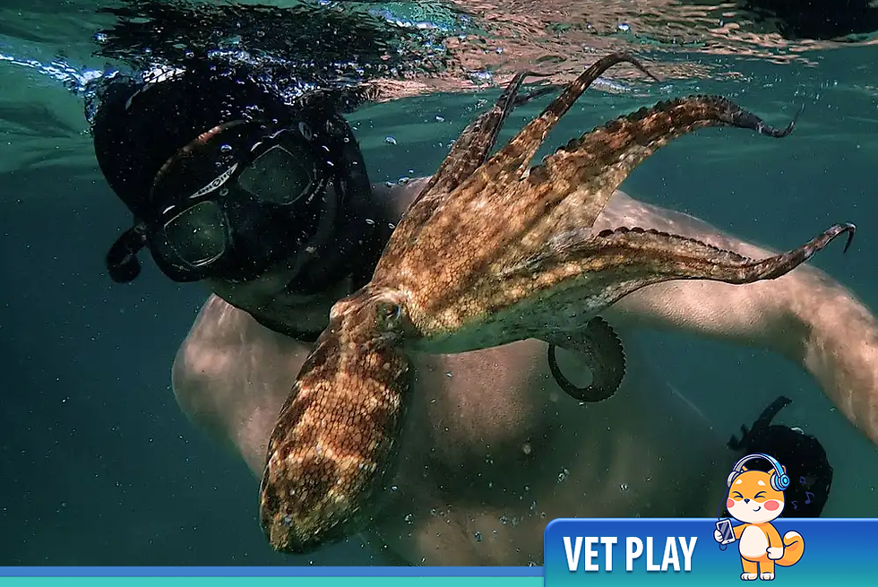 🎧 Vet Play Confira nossas super indicações 