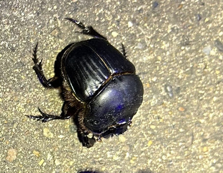 Anita’s Blog – The Clean-Up Crew