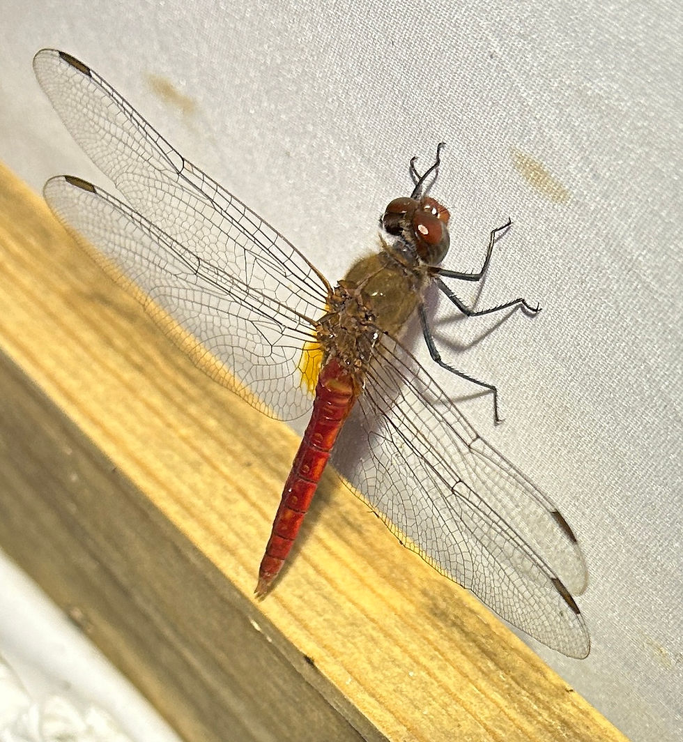 Red-tailed Pennant. (Photo by Anita Westervelt)