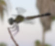 Blue Dasher. (Photo by Anita Westervelt)