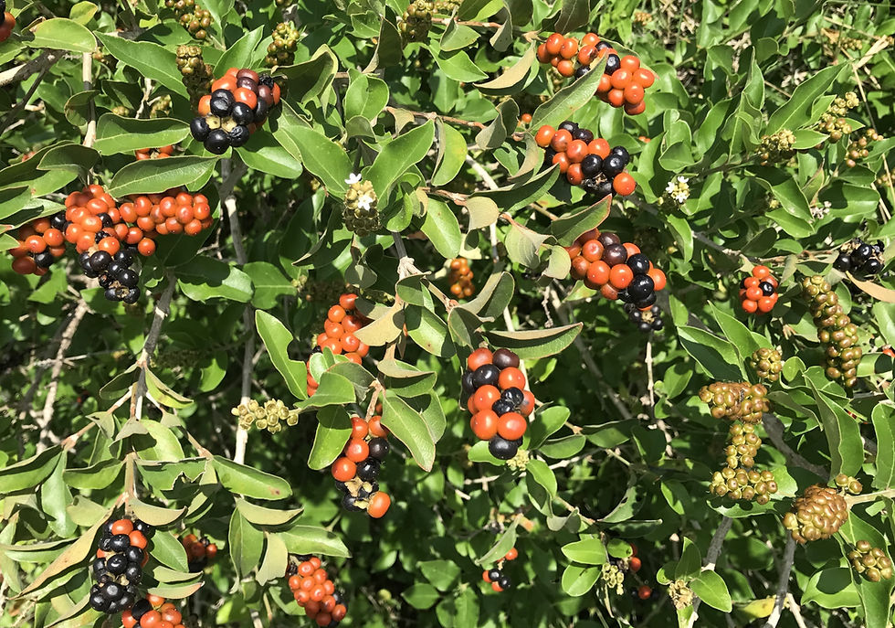 Berlandier's Fiddlewood fruit. (Photo by Anita Westervelt)