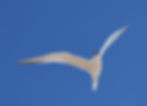 A Royal Tern flying high and free in the sky. (Photo by Anita Westervelt)