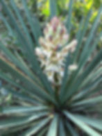 Pollinators are attracted to Spanish Dagger blooms. (Photo by Anita Westervelt)