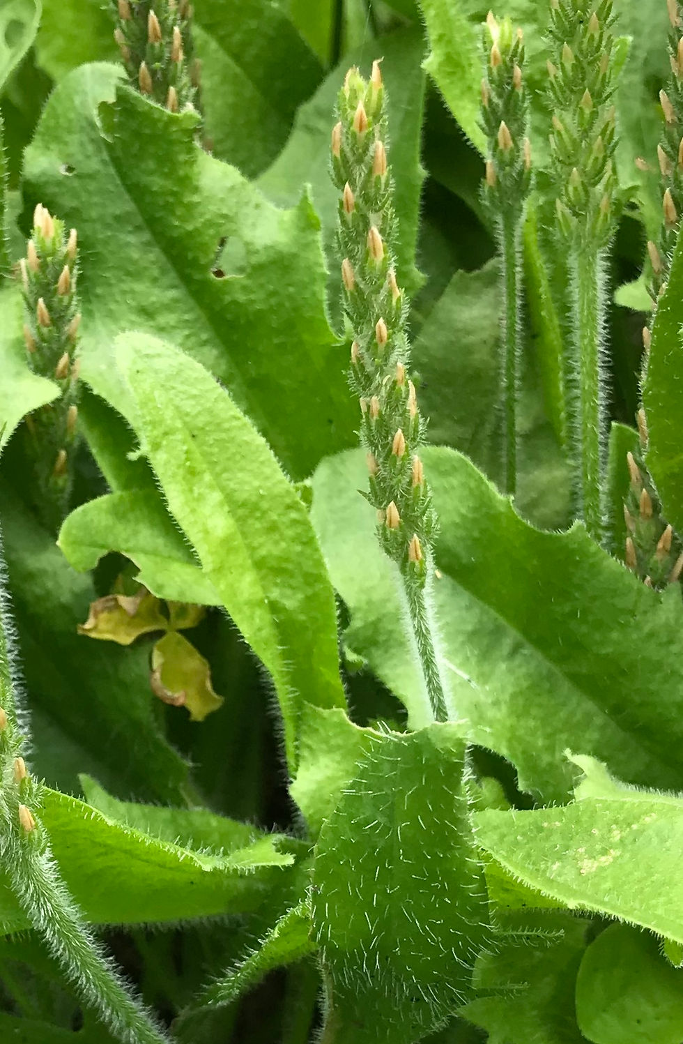 Hairy flower spikes shoot up from the basal rosette. (Photo by Anita Westervelt)