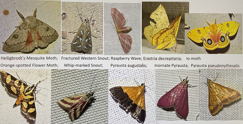 (PowerPoint art work created by Anita Westervelt)