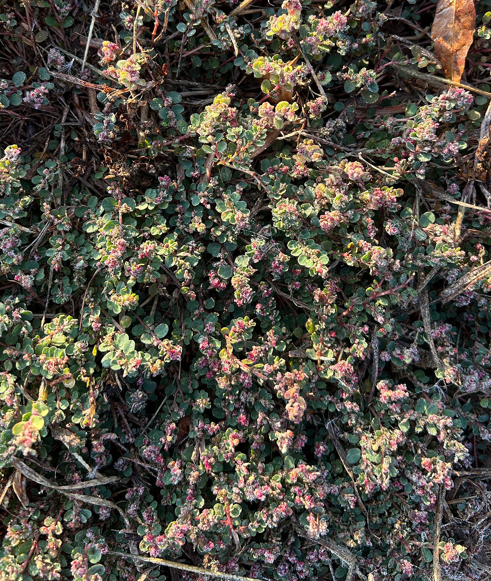 Caliche sandmat, Euphorbia velleriflora. (Photo by Anita Westervelt)
