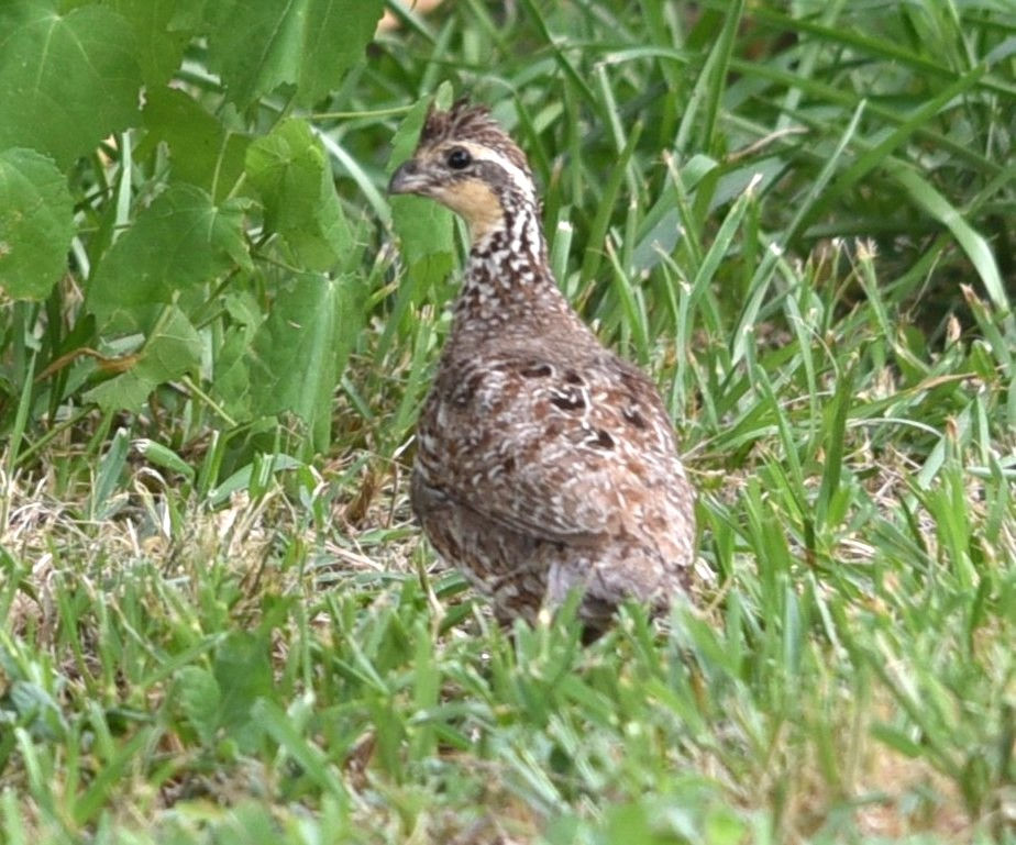 Bobwhite Quail. (Photo by Anita Westervelt)