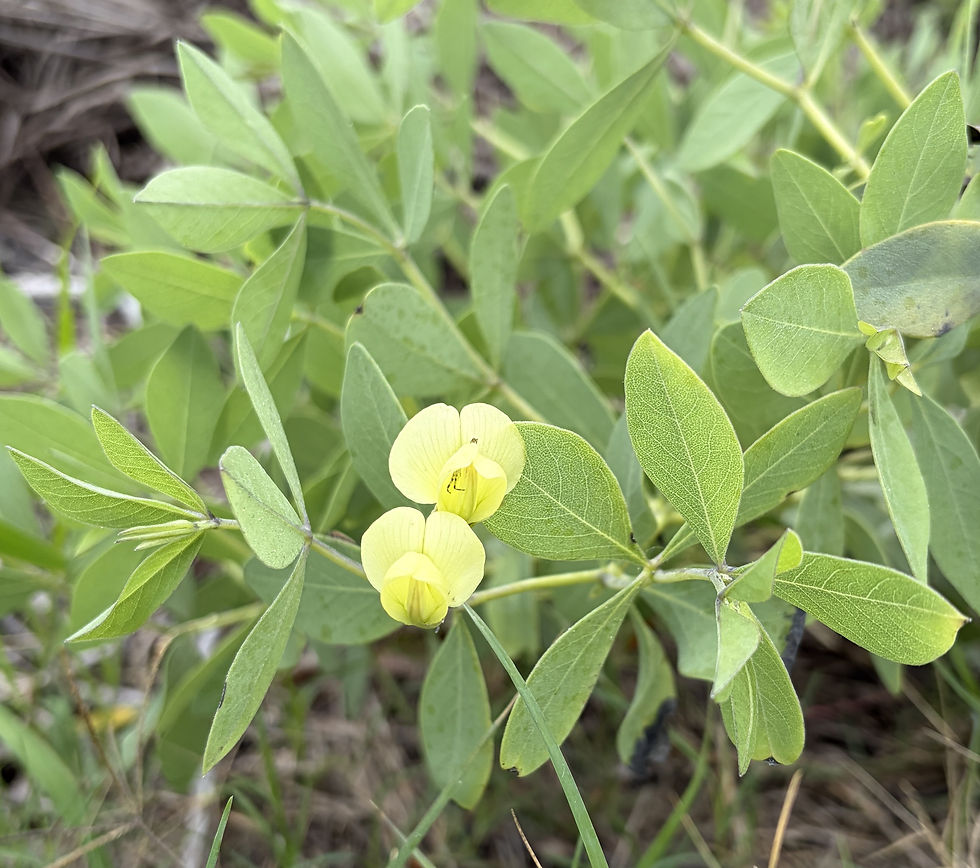 Cream Wild-Indigo. (Photo by Anita Westervelt)