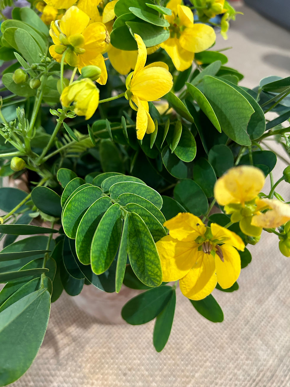 Clusters of blooms make easy, elegant table decorations. (Photo by Anita Westervelt)