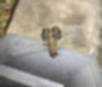 A Red Saddlebags ". . . leaning on the lamp post at the corner of the street, In case a certain little lady comes by."* (Photo by Anita Westervelt)