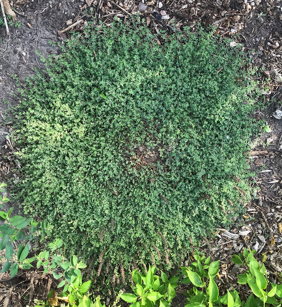 Matted Sandmat, Euphorbia serpens.(Photo by Anita Westervelt)