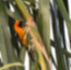 A male Hooded Oriole appears to be getting nectar from the flowers of a Mexican Fan Palm. (Photo by Anita Westervelt)