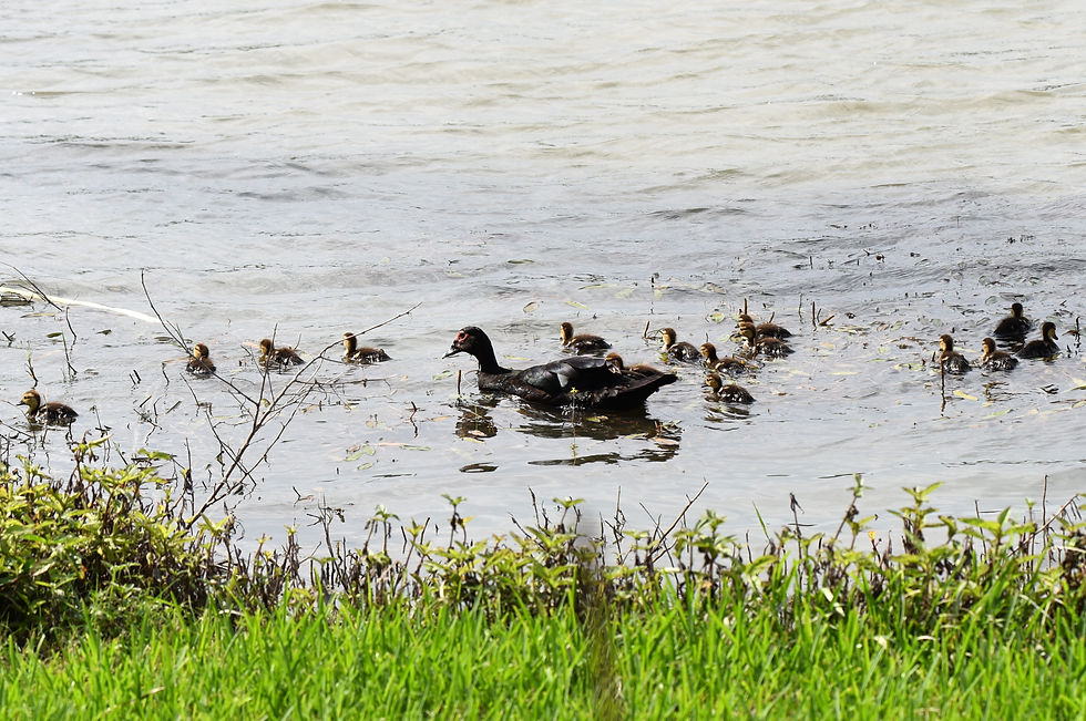 Domestic Muscovy chicks stay close to the mother hen. (Photo by Anita Westervelt)