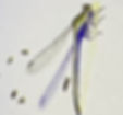 Argentagrion ambiguum, a narrow-winged damselfly. (Photo by Anita Westervelt)