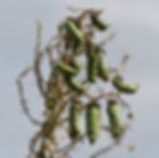 Spanish Dagger fruit. (Photo by Anita Westervelt)