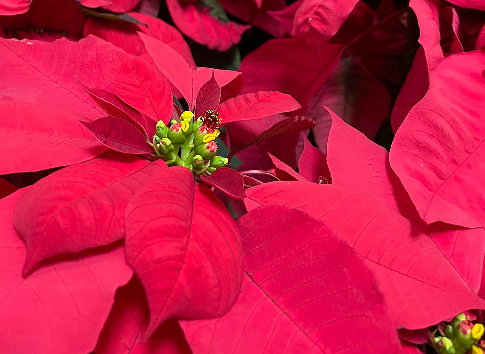 Anita's Blog -- Honoring The Original