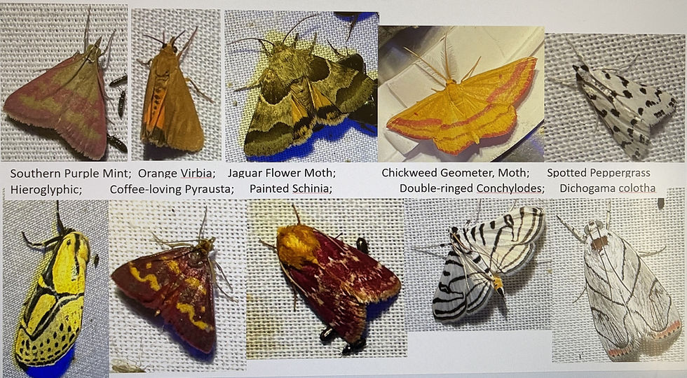 (PowerPoint art work created by Anita Westervelt)