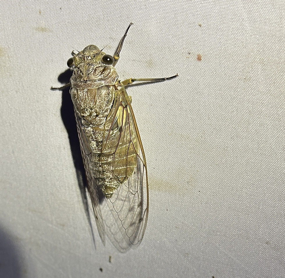 A Giant Cicada. (Photo by Anita Westervelt)