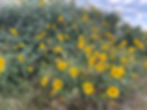 A vibrant stand of Cow Pen Daisies fortifying a sand dune at the beach. (Photo by Anita Westervelt)