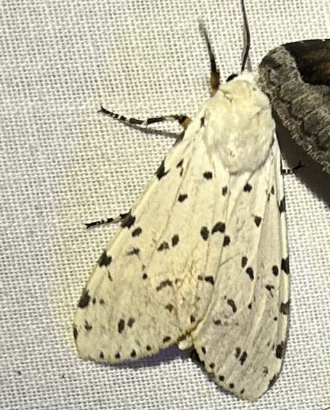 A Salt Marsh Moth visited a moth sheet; uses Redseed Plantain as a larval host plant. (Photo by Anita Westervelt)