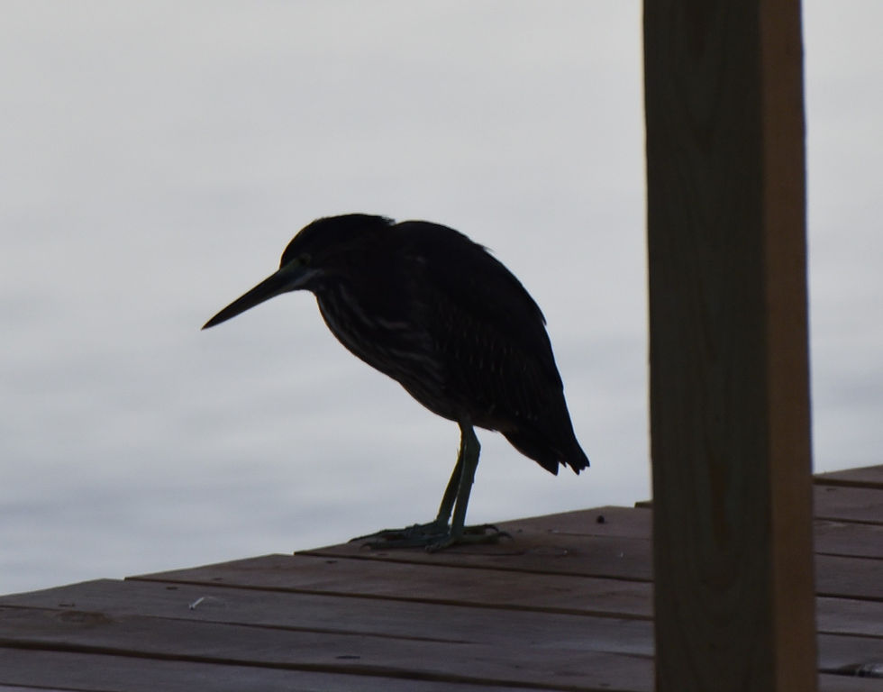 Green Heron, fishing from the fishing dock. (Photo by Anita Westervelt)