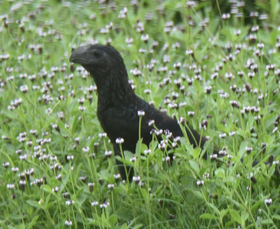 Groove-billed Ani, hunting insects in Frog Fruit patch. (Photo by Anita Westervelt)