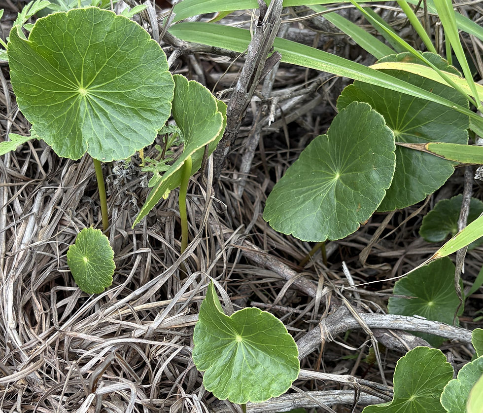 Largeleaf Pennywort. (Photo by Anita Westervelt)