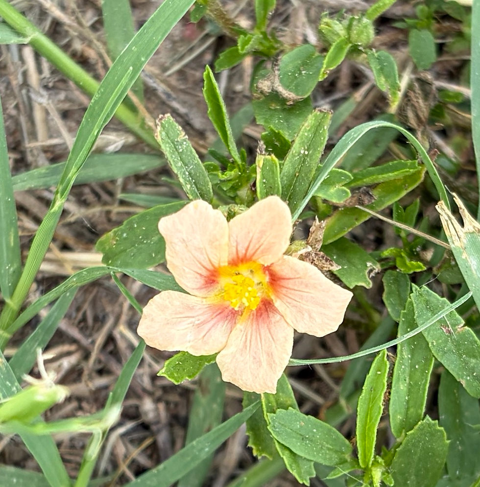 Bracted Fanpetals. (Photo by Anita Westervelt)