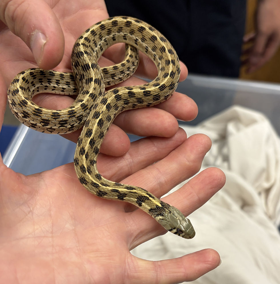I held the Checkered Garter Snake, Thamnophis marcianus., and managed to take the photo. (Photo by Anita Westervelt)