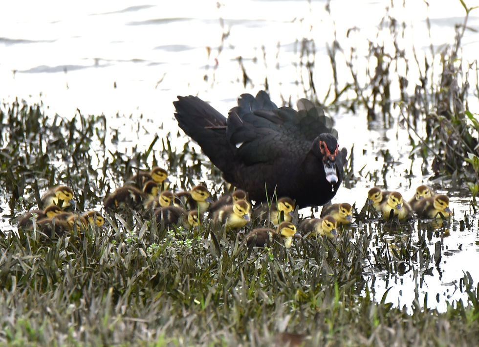 Domestic Muscovy hen with her 20 chicks. (Photo by Anita Westervelt)