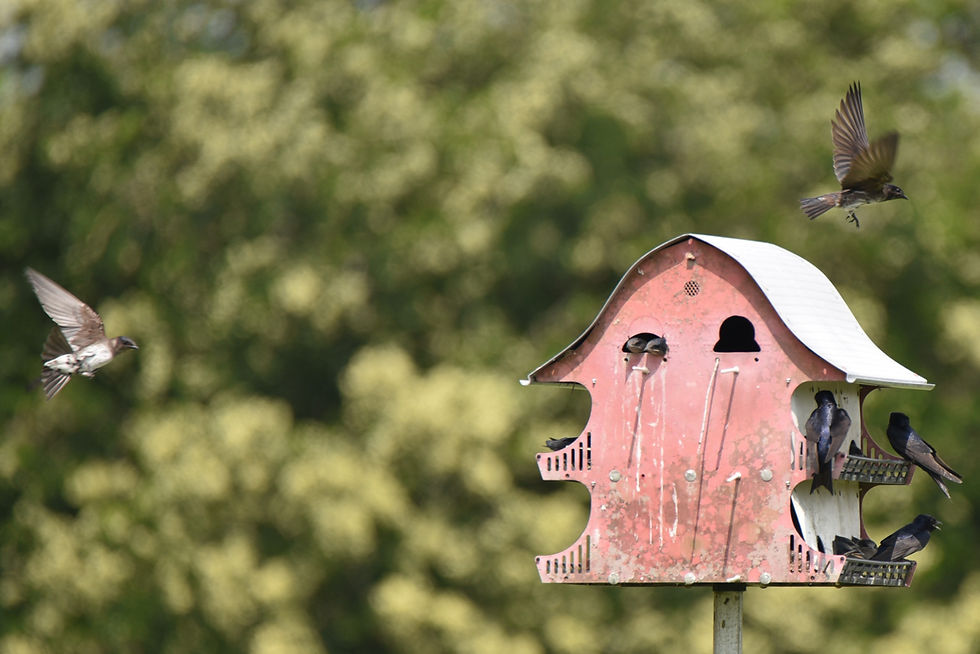 Summertime nesting activity at the Purple Martin condo. (Photo by Anita Westervelt)